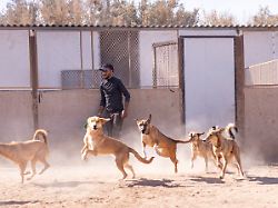 handout 02 06 2026 marokko agadir hunde laufen aus einem gehege in einem heim der tierschutzorganisation sara undatiertes handout