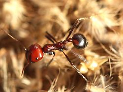 harvester20ant20running20hr20djm1