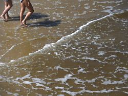 in der ostsee werden im sommer regelmaessig vibrionen nachgewiesen