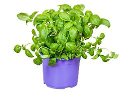 isolated fresh basil plant isolated fresh basil plant in a flower pot isolated fresh basil plant in a flower pot 27 05 2024 copyright xmanfredxyx panthermedia37325754
