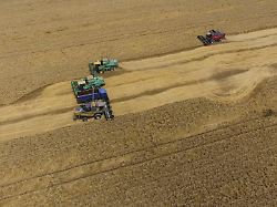 krasnodar russland 22 juli 2017 ernte der weizenerntemaschine landwirtschaftliche maschinen ernten getreide auf dem feld