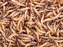 large mass of superworms zophobas morio used for reptile food