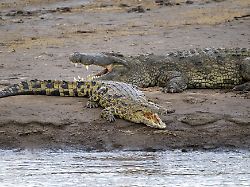 nilkrokodile crocodylus niloticus am ufer des mara flusses mit geoeffnetem maul serengeti nationalpark tansania