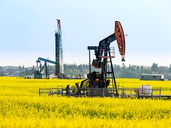 pump jack with a drilling rig in the background in a flowering canola field