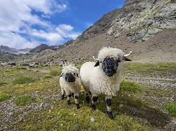 zwei walliser schwarznasenschafe ovis gmelini aries hochalpines bergtal obere senner egete stubaier alpen bei ridnaun suedtriol italien europa