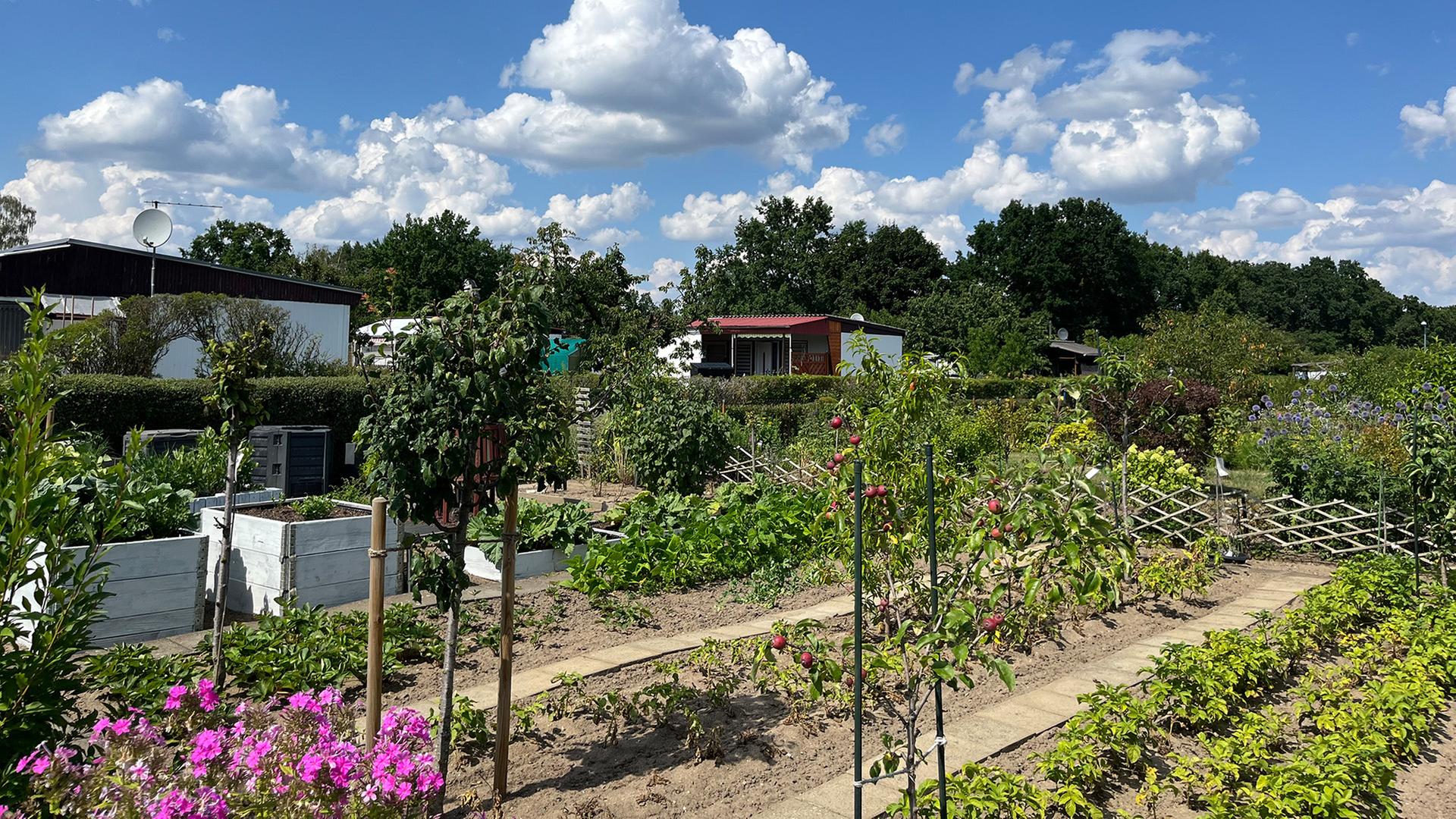 gemuesebeet schrebergarten 100