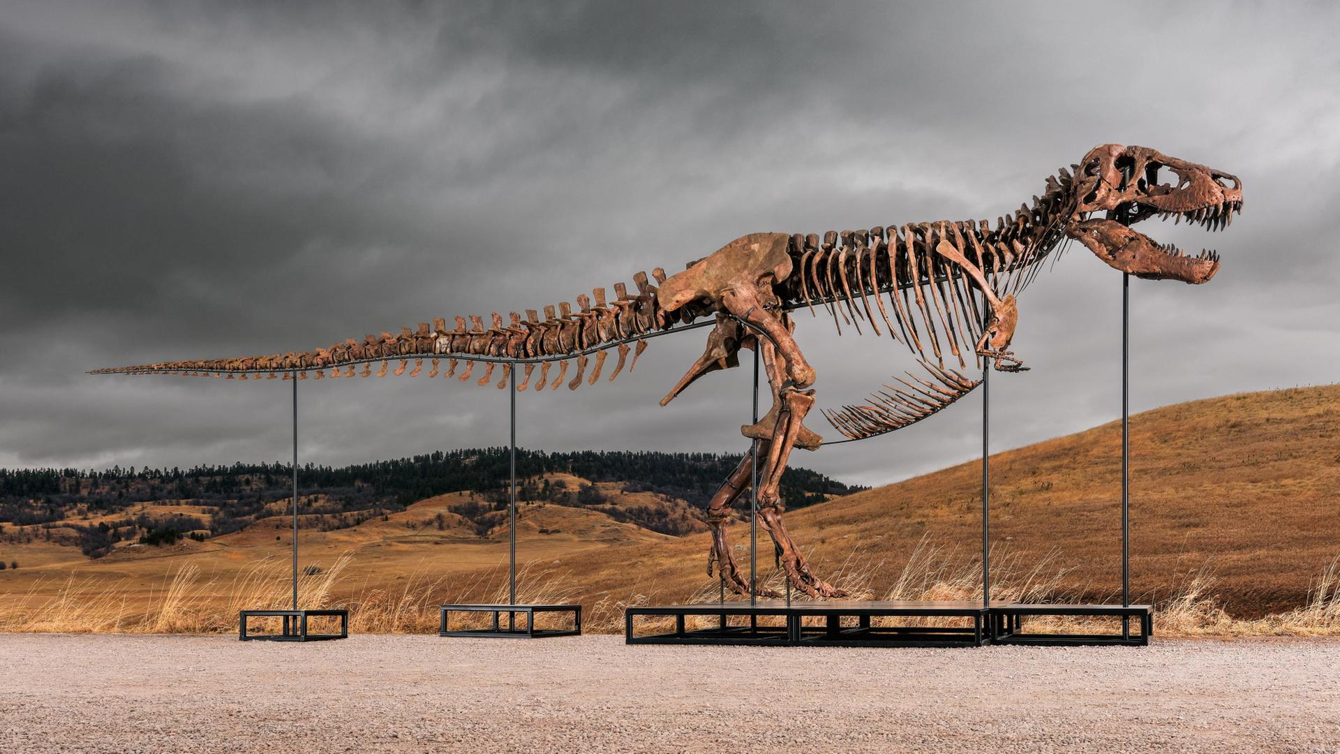 gus t rex dinosaurier 100