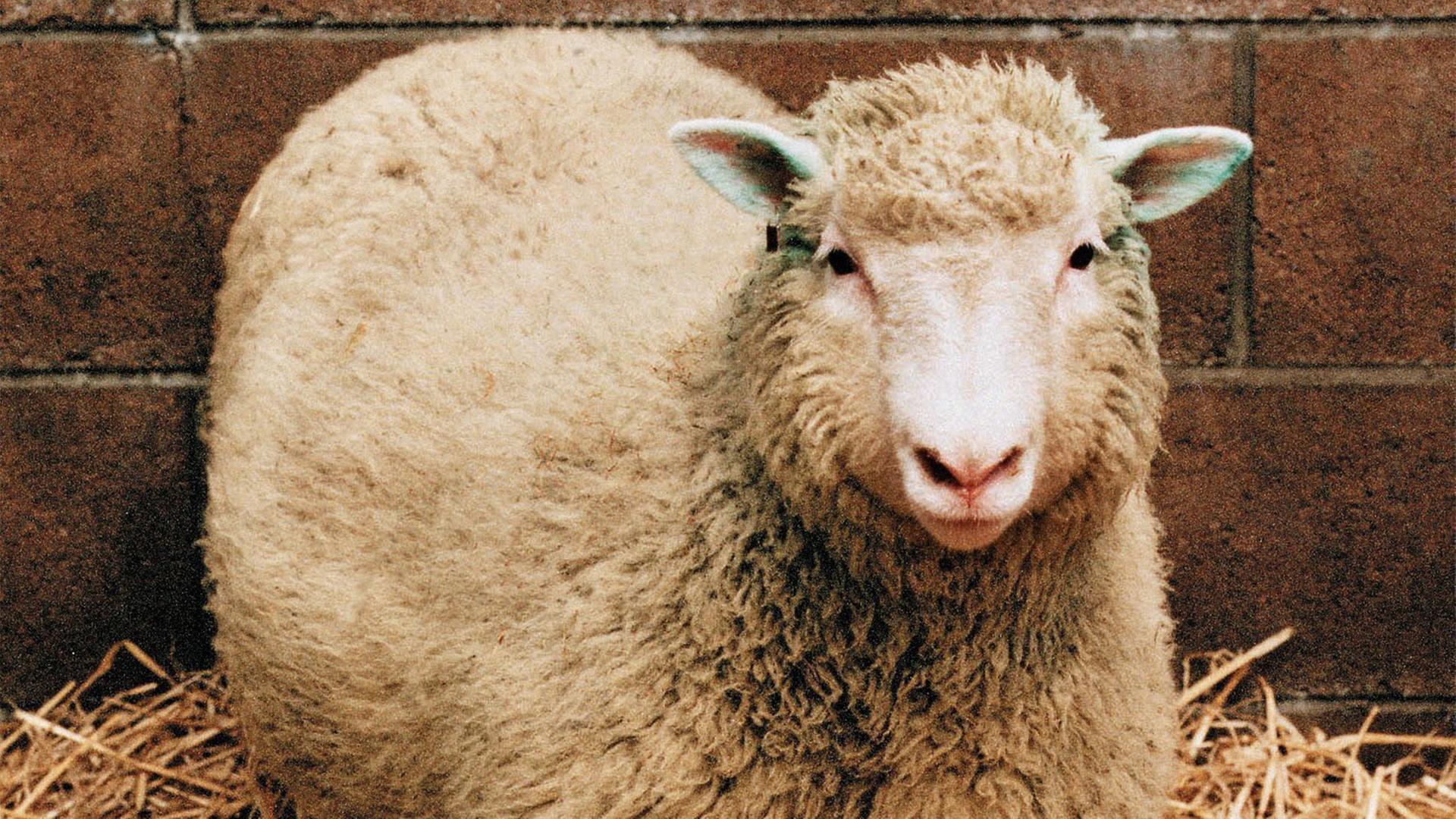 klonschaf dolly 101