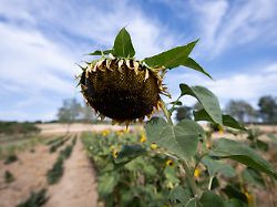 09 08 2026 hessen ockstadt der bluetenkorb einer von hitze und trockenheit geschaedigten sonnenblume steht auf einem feld
