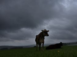 21 08 2026 bayern stoetten eine kuh steht unter dichten regenwolken auf einer weide