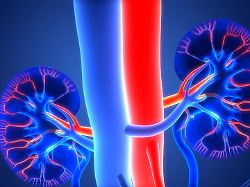 3d illustration concept of human urinary system kidneys anatomy