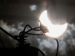 a dove stands in an electric power pole during the annular solar eclipse in brasilia brazil october 14 2023
