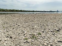 deu deutschland das ausgetrocknete flussbett vom rhein in bonn 09 08