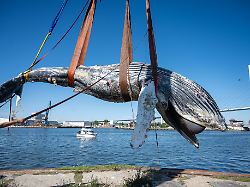 der kadaver eines toten buckelwals wird auf der insel daenholm bei stralsund geborgen und soll danach obduziert werden