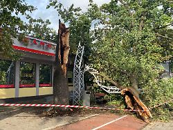ein durch schwere stuerme zerstoerter baum und dessen abgebrochene teile sind mit absperrband abgesichert