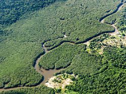 ein kleiner fluss schlaengelt sich durch den regenwald im amazonasgebiet der weltweit groesste tropische regenwald wird von tausenden fluessen durchzogen 1