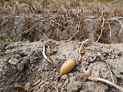 eine kartoffel liegt in einem feld welches nicht beregnet wurde die diesjaehrige kartoffelernte soll aufgrund des geringen niederschlags nicht so gut ausfallen wie im letzten jahr