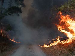 flammen sind am rand eines waldwegs im huertgenwald zu sehen wegen eines waldbrandes in der gemeinde huertgenwald wird der ortsteil gey evakuiert