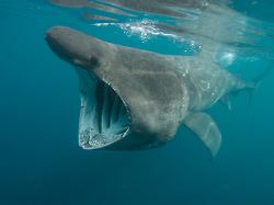 gbr 2007 riesenhai cetorhinus maximus seiht mit weit offenem maul plankton aus dem meer en basking shark cetorhinus maximus feeding gbr 2007 basking shark cetorhinus maximus feeding 1
