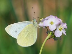 karstweissling karst weissling pieris mannii trinkt nektar an wiesenschaumkrautbluete deutschland bayern southern small white pieris mannii drinking nectar from cuckoo flower germany bavaria