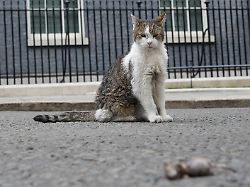larry the cat chief mouser to the cabinet office looks towards a mouse that he caught whilst a cabinet meeting takes place in downing street in london tuesday july 21 2026