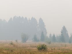 lot of smoke as a fire rages in the hautes fagnes high fens nature reserve on saturday 15 august 2026 in jalhay the fire started on august 14th and 1600 hectares on a total of 4500 are impacted
