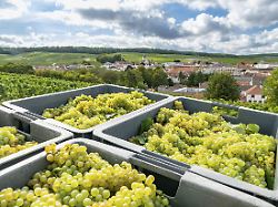 oger nordostfrankreich weinlese in einem weinberg der champagne saisonarbeiter bei der weinlese in den reihen der rebstoecke im hintergrund das dorf oger