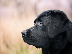 profile of a black labrador retriever dog a pet portrait of a dog on a blurred background