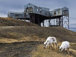 spitzbergen ren rangifer tarandus platyrhynchus vor taubanestralen transport seilbahn kohleverteilungsseilbahn saeugetiere mammalia longyearbyen spitzbergen svalbard