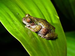 view of a rana de las nacientes isthmohyla nacientes a newly discovered frog species in san jose costa rica on august 6 2026