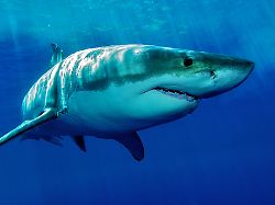 white shark 28 10