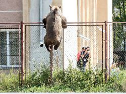dpatopbilder 21 08 2018 rumaenien miercurea ciuc ein braunbaer klettert ueber den zaun der schule octavian goga nachdem der baer in mehrere haeuser eingebrochen war wurde er erschossen