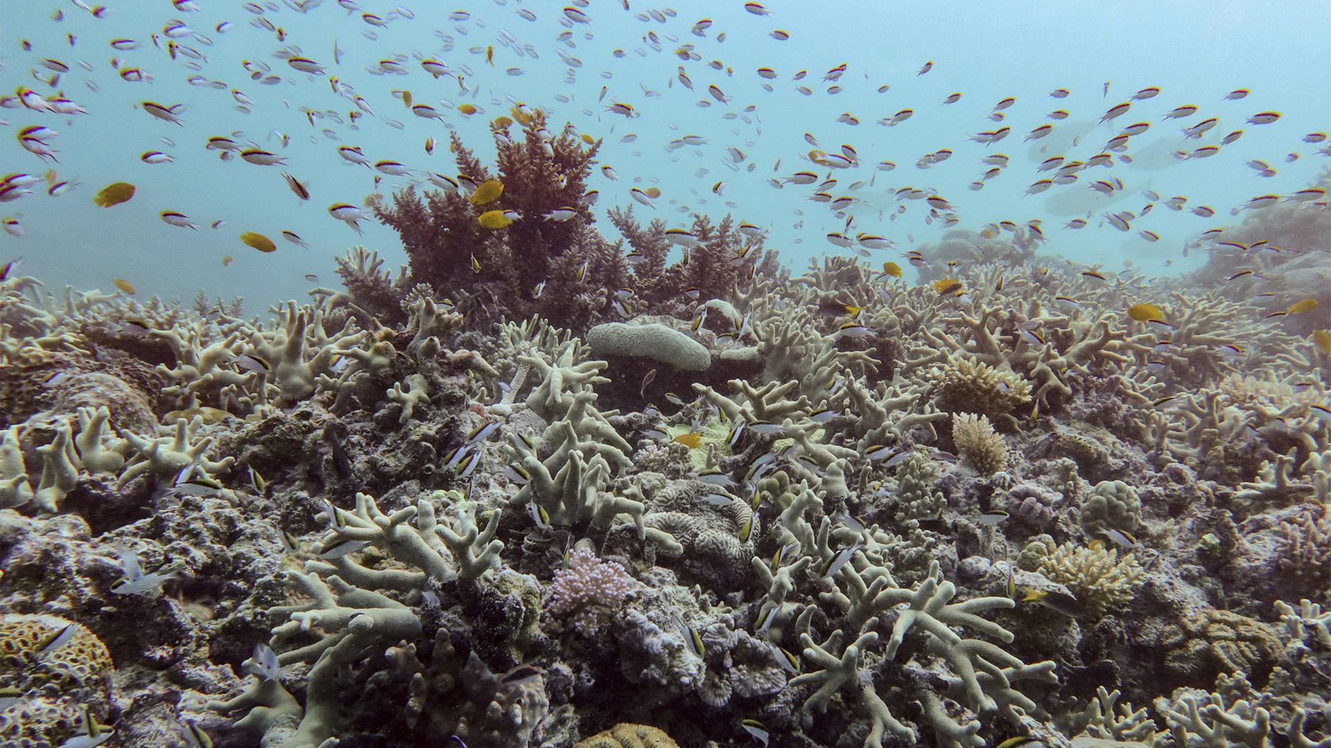 great barrier reef 162