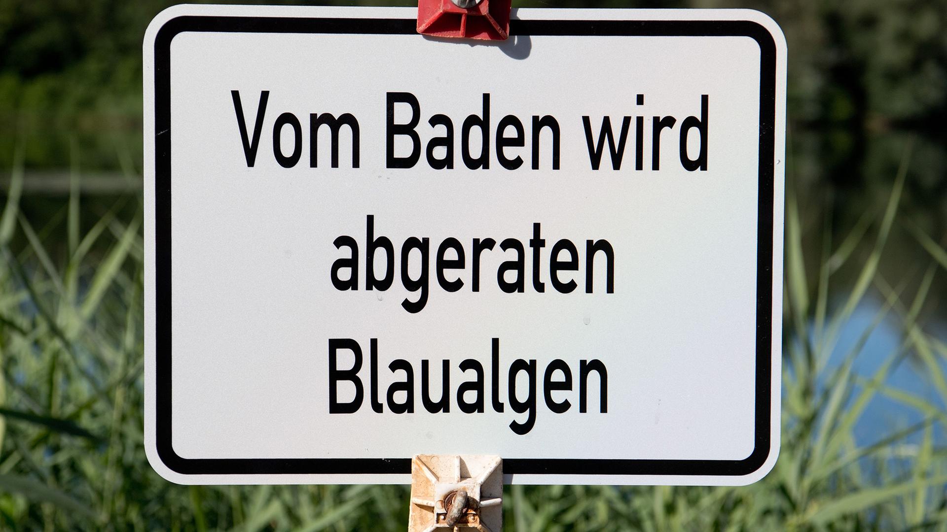 hinweisschild blaualgen 100