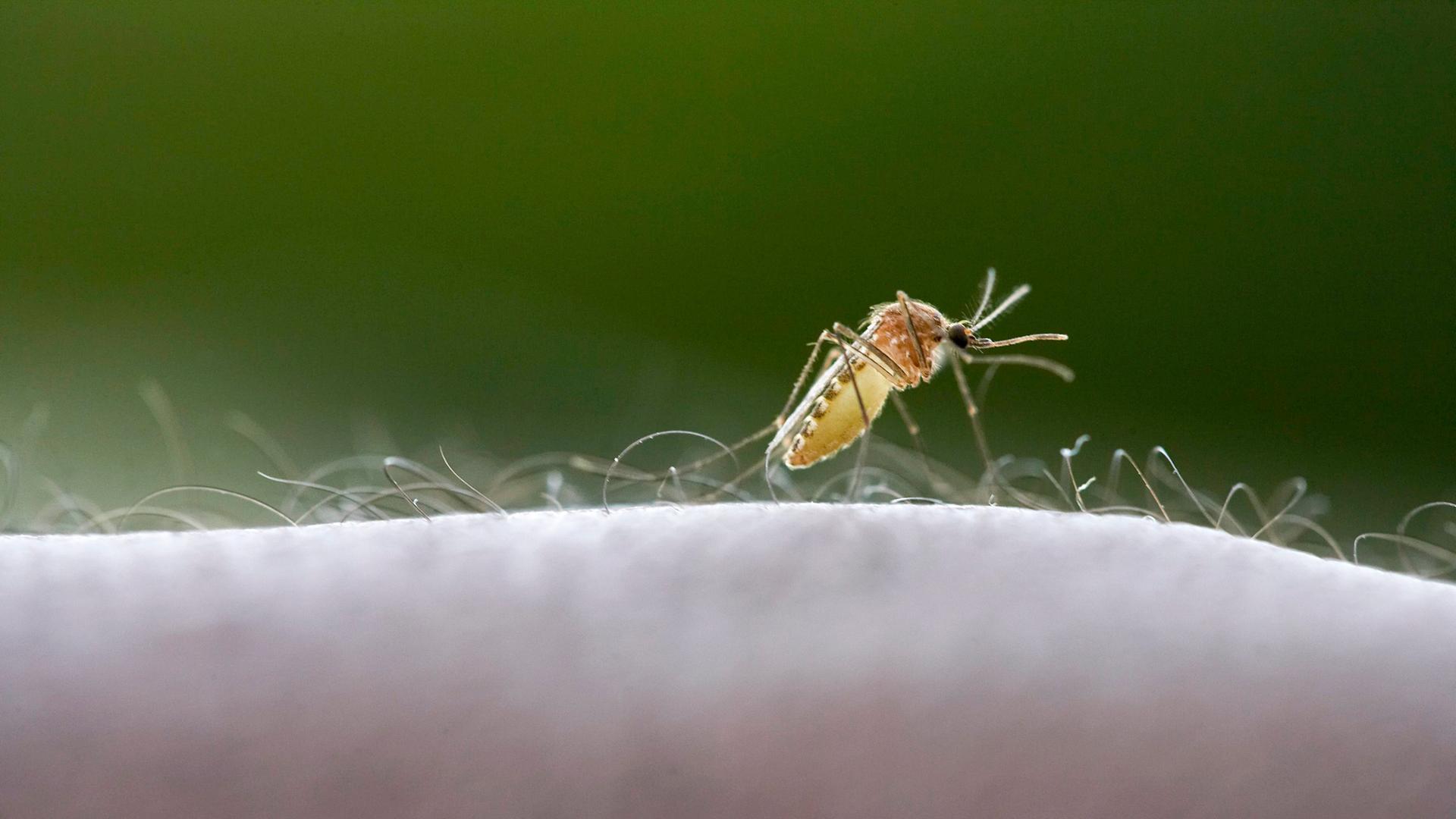 hr eine malaria uebertragende anopheles muecke auf haut archivfoto 100