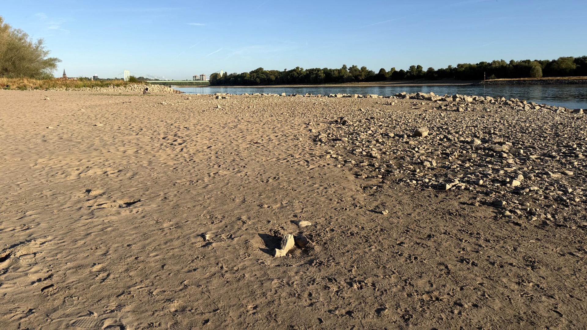 rhein 204