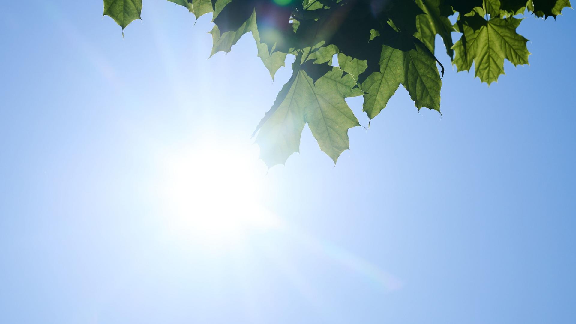 sonne 252