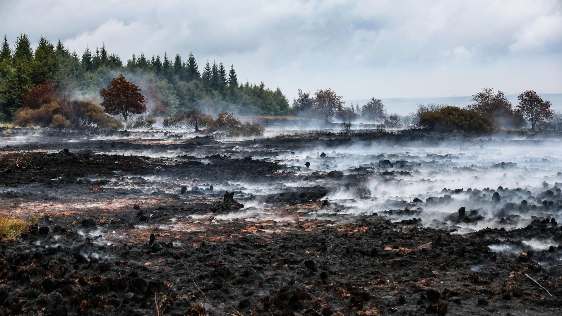 torfbrand hoher venn 100