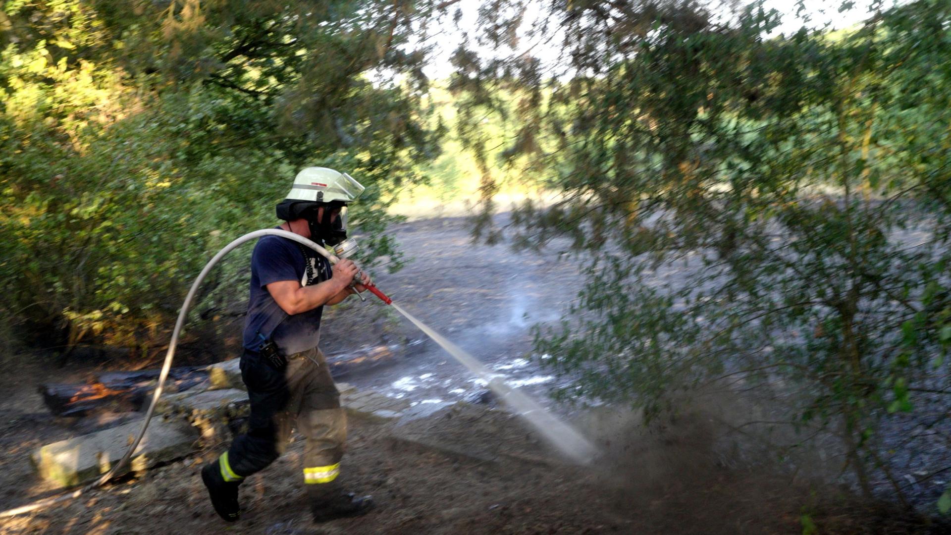 waldbrand lingen 100