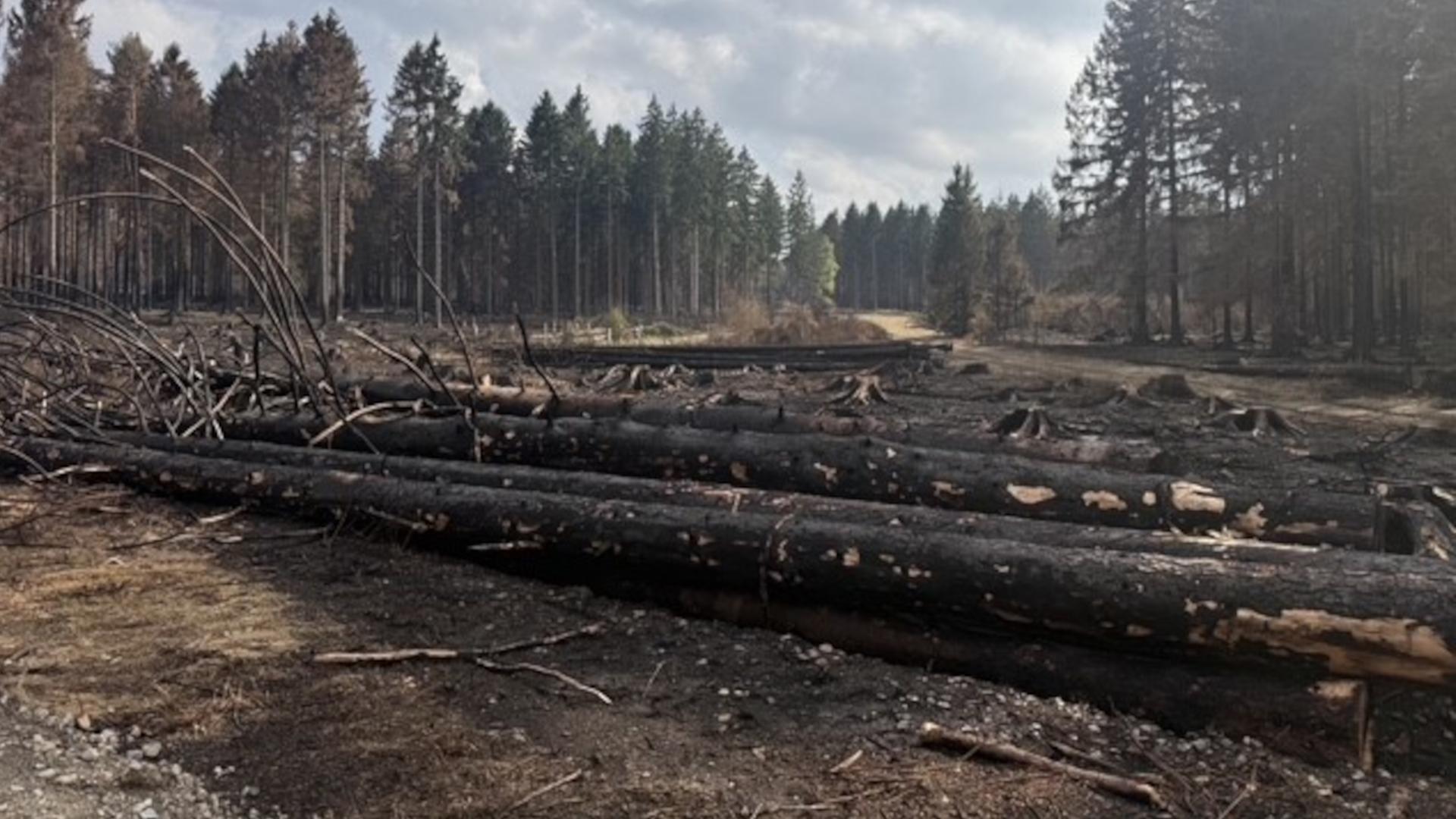 wdr der brand im huertgenwald hat spuren hinterlassen 100