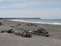 afp 20260924 c9847cw v1 highres argentinaenvironmentanimal
