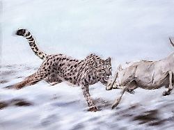 gepard20oder20puma 20analyse20klc3a4rt20abstammung20von20amerikanischer20gro