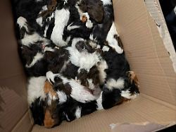 f1843bbbebc2 meerschweinchen karton region hannover 34