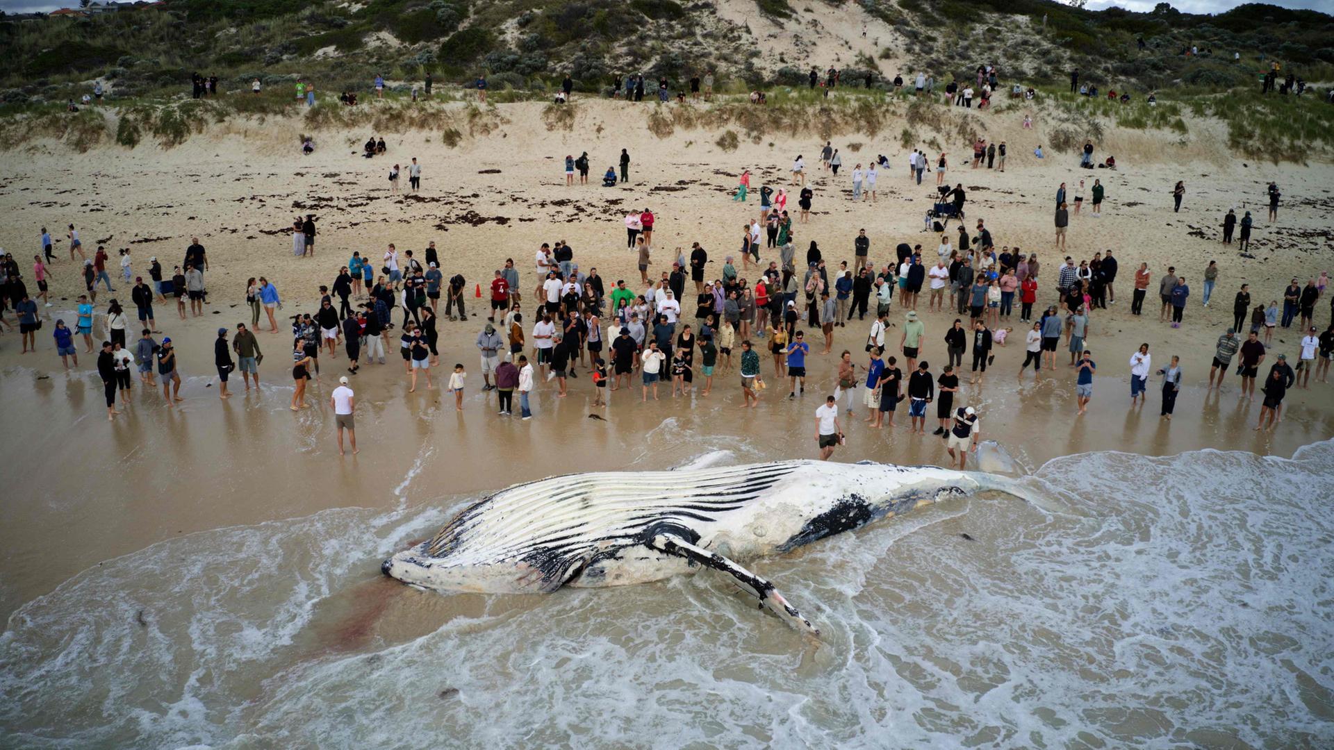 gestrandeter wal australien 100