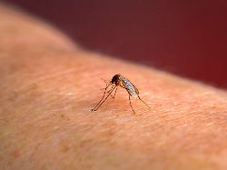 imago0763184666h