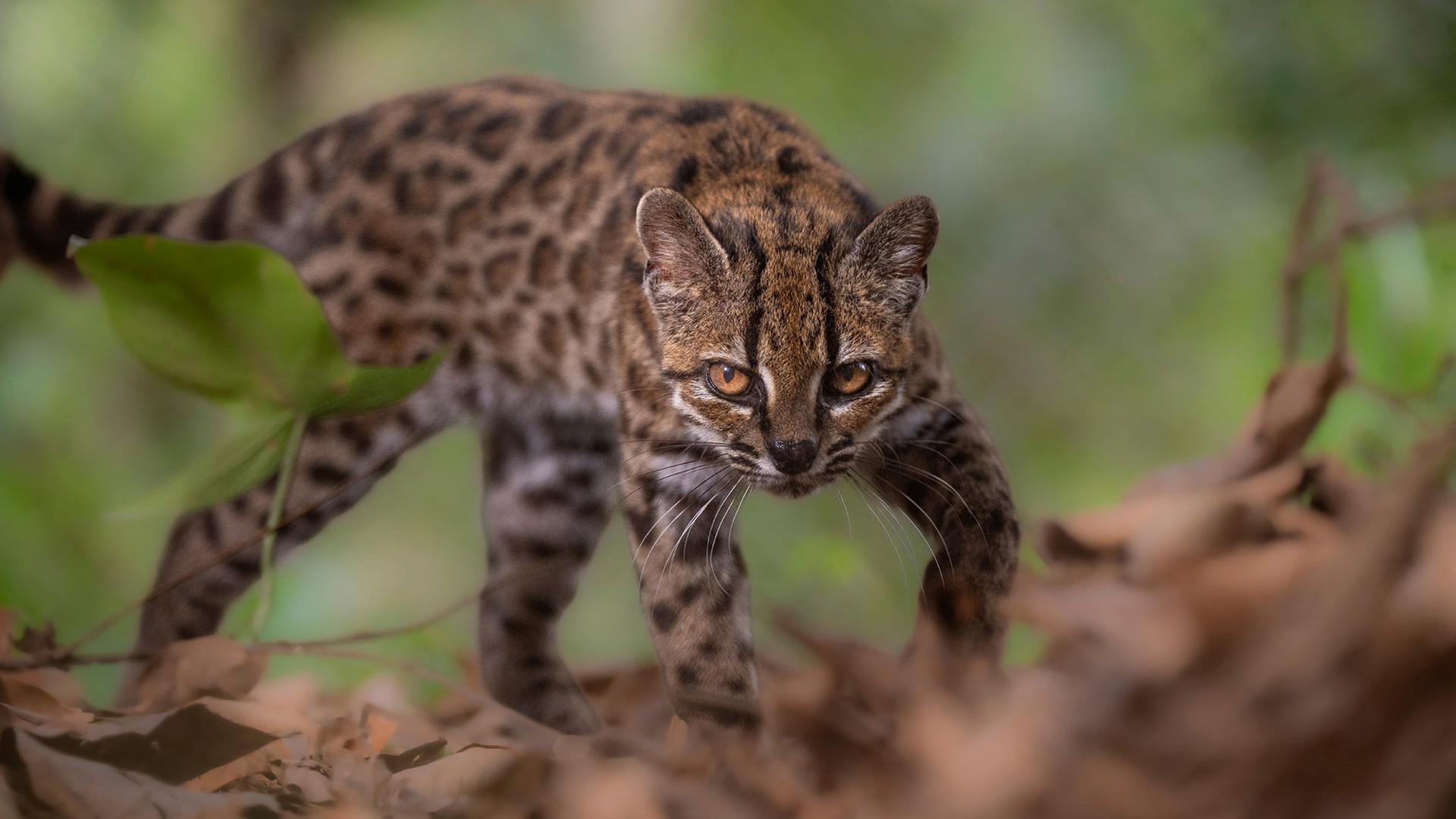 leopardus tilcayo katze 100