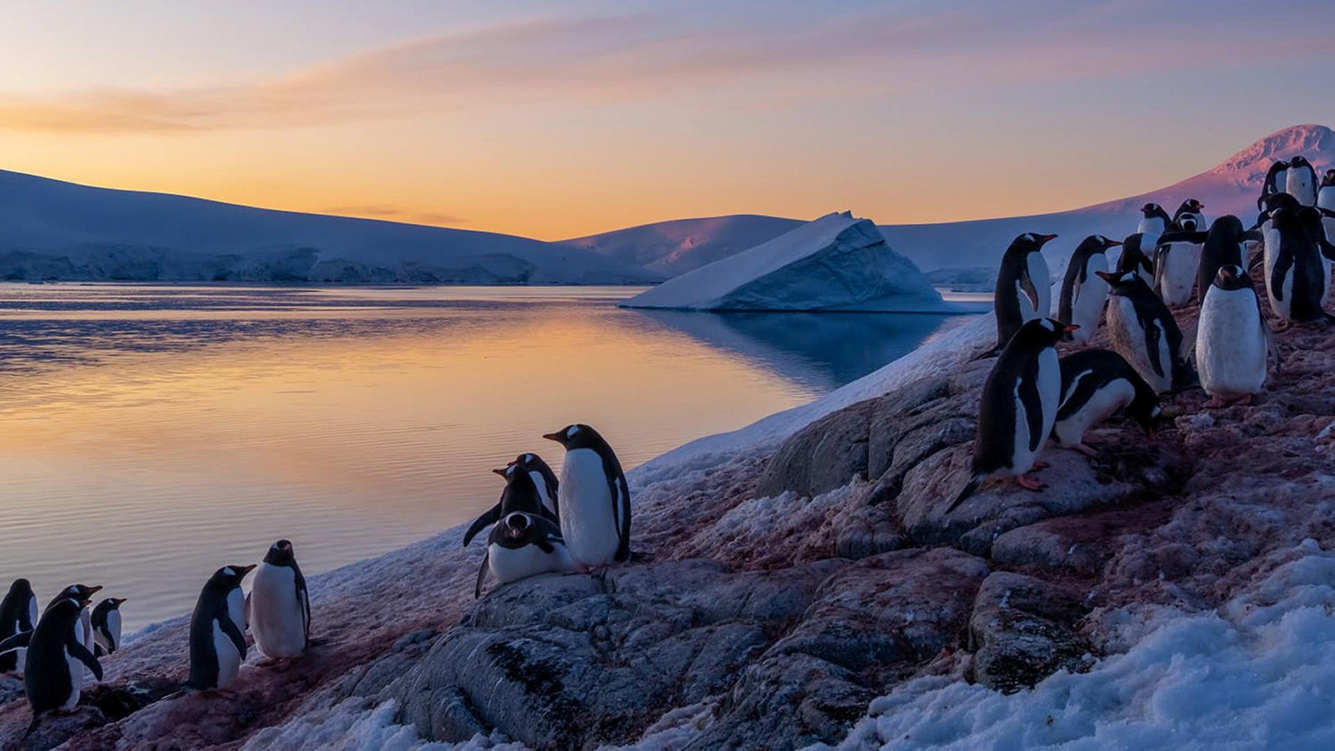 pinguine 134