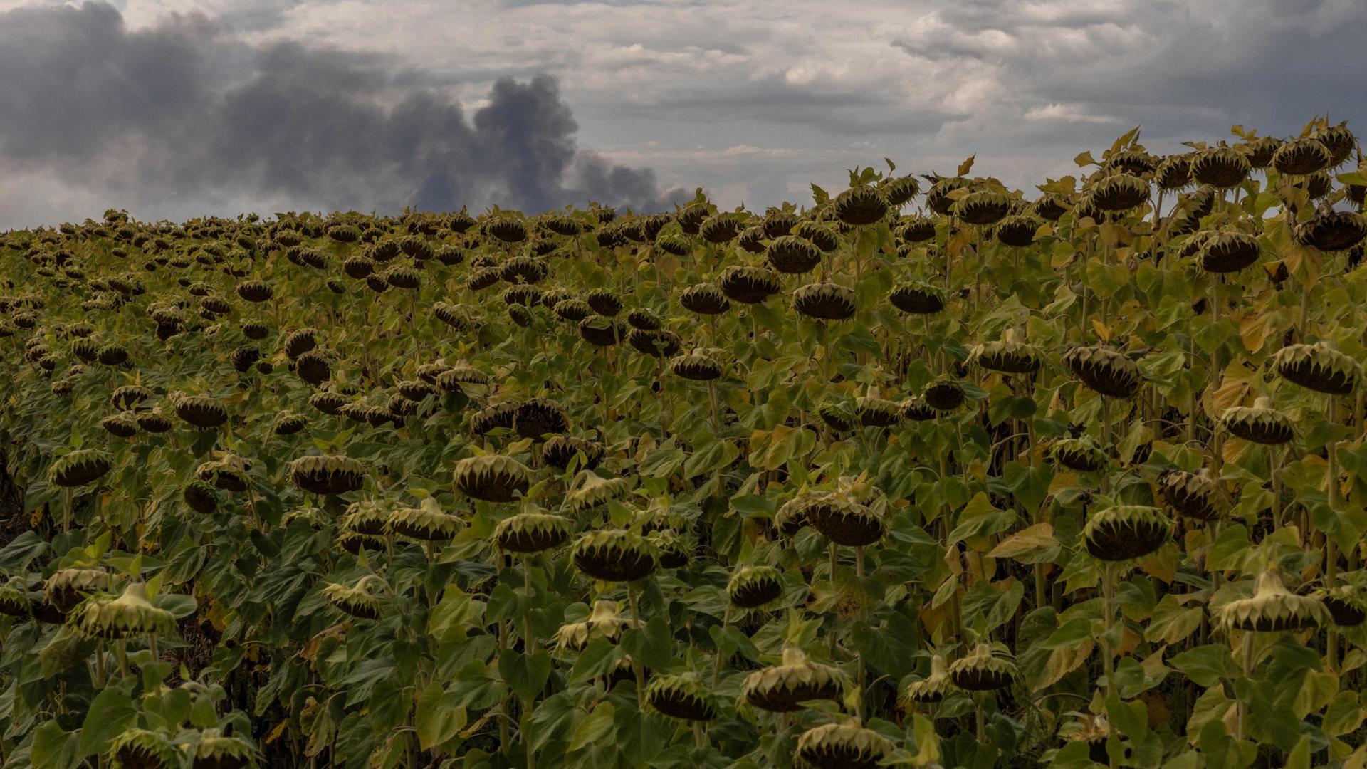 sonnenblumen feld ukraine 100