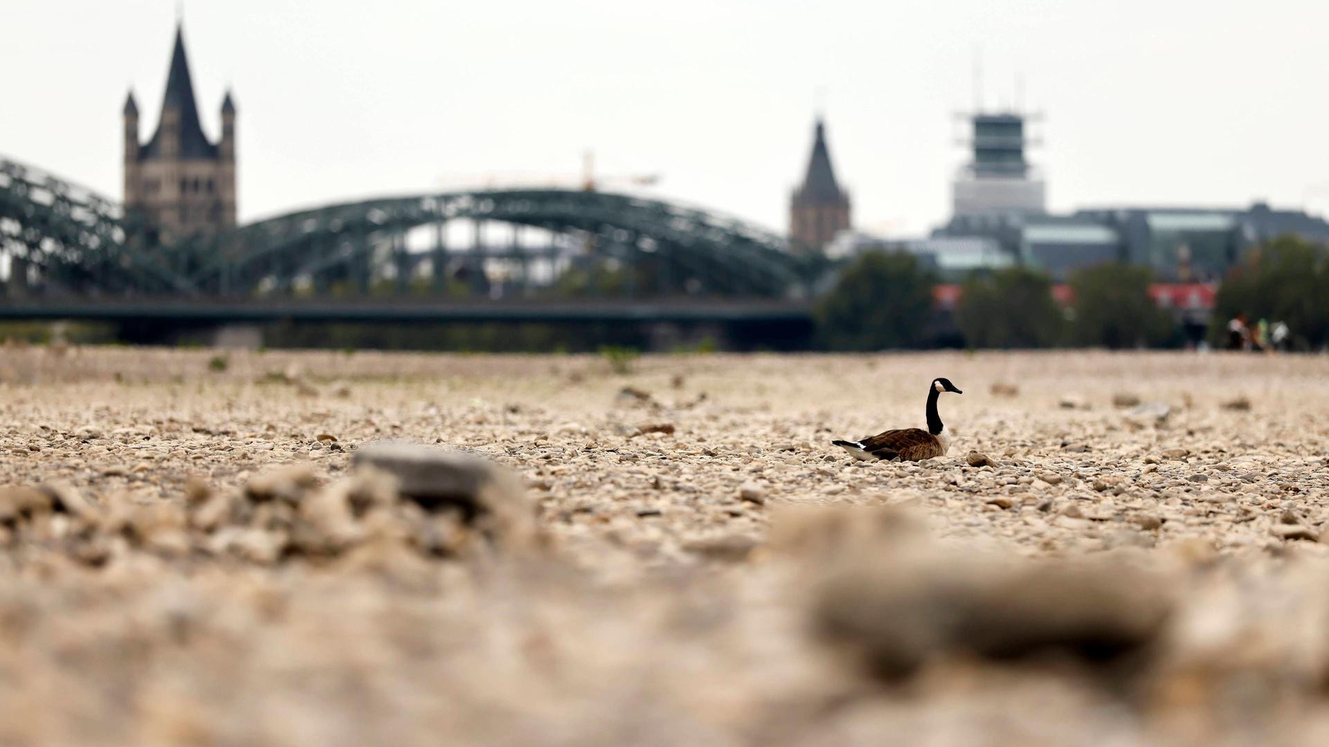 wdr eine kanadagans im ausgetrockneten flussbett des rheins 100