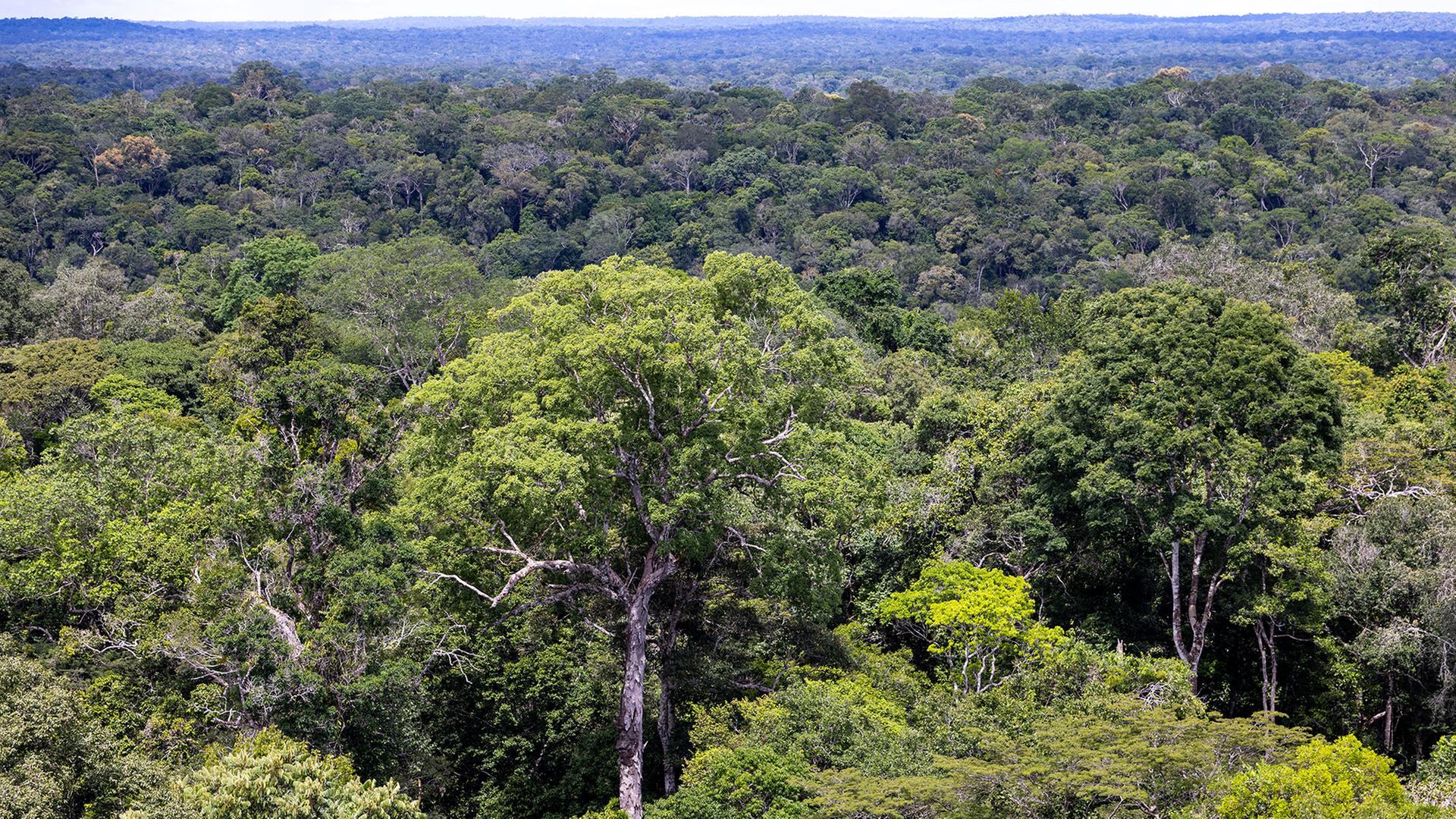 amazonas regenwald 108